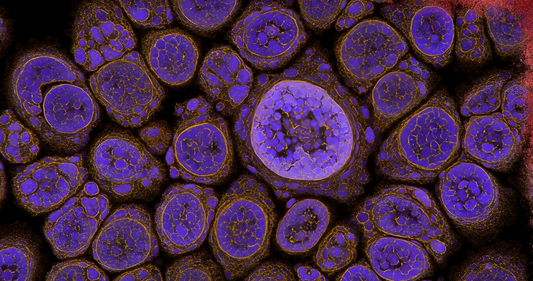 How long does Urolithin A take to work?