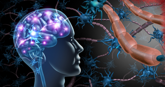 What does Urolithin A do for brain health and cognition?