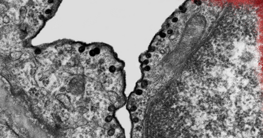 Does Urolithin A support endothelial function and circulation?