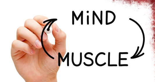 What are the benefits of Urolithin B for muscle and brain?